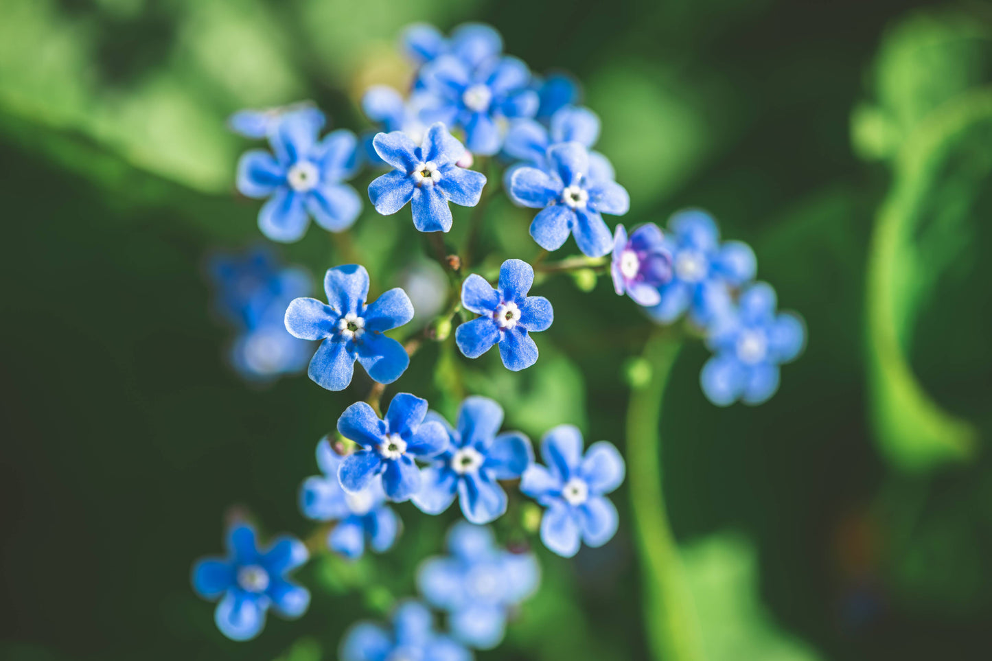 Seeds of Remembrance Memorial - Forget Me Not Seed Packets
