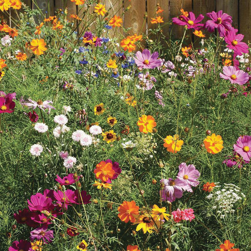 Bee Kind To Earth & Pollinators - Pollinator Flower Mix