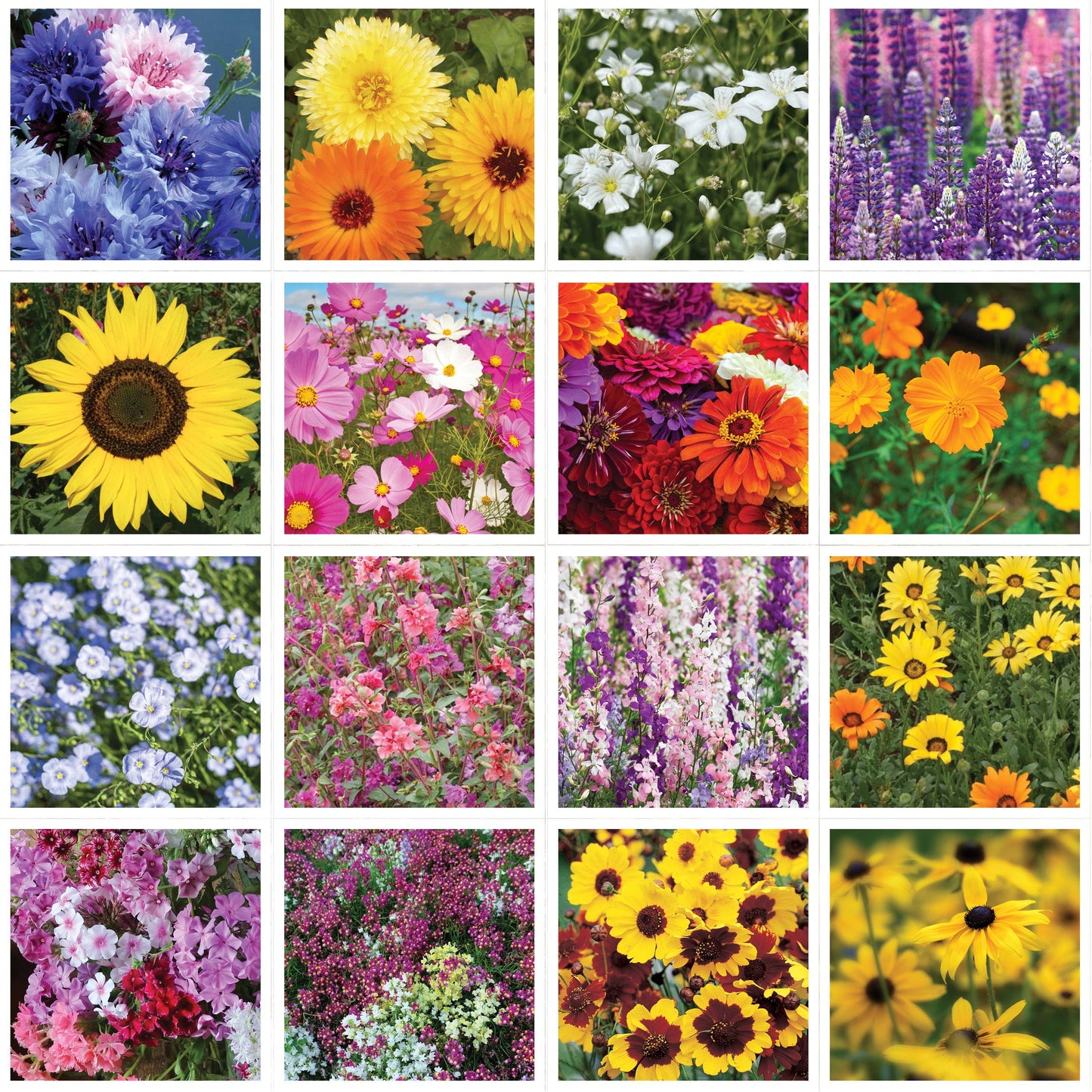 Help Pollinators Kraft Hummingbird - Pollinator Wildflower Seed
