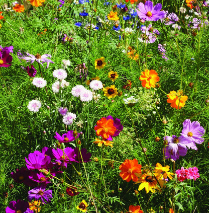Pollinator Hummingbird - Wildflower Mix Seed Packets