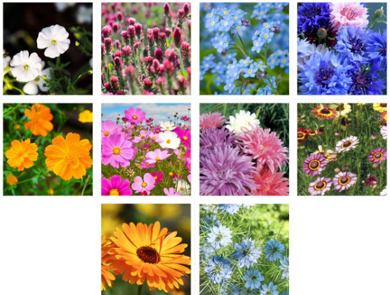 All You Need is Love Fun Wildflowers