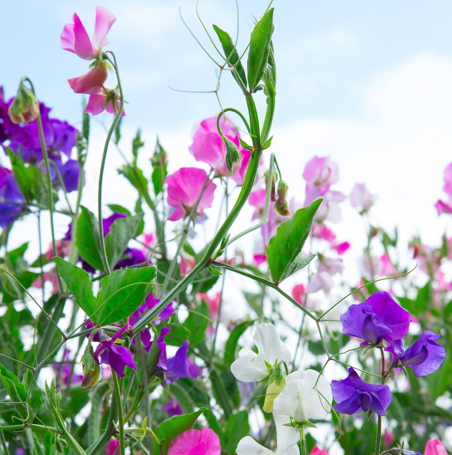 Happy Birthday Sweet Pea - Sweet Pea Seed Packets
