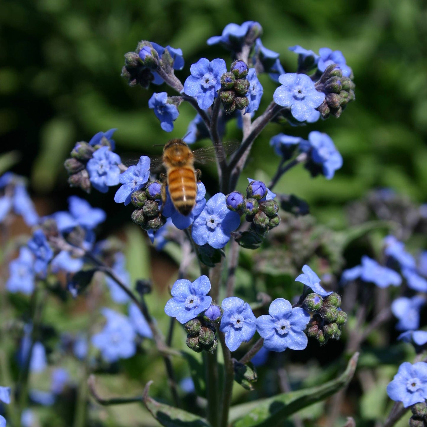 In Remembrance Love Left Behind Forget Me Not Seed Packets