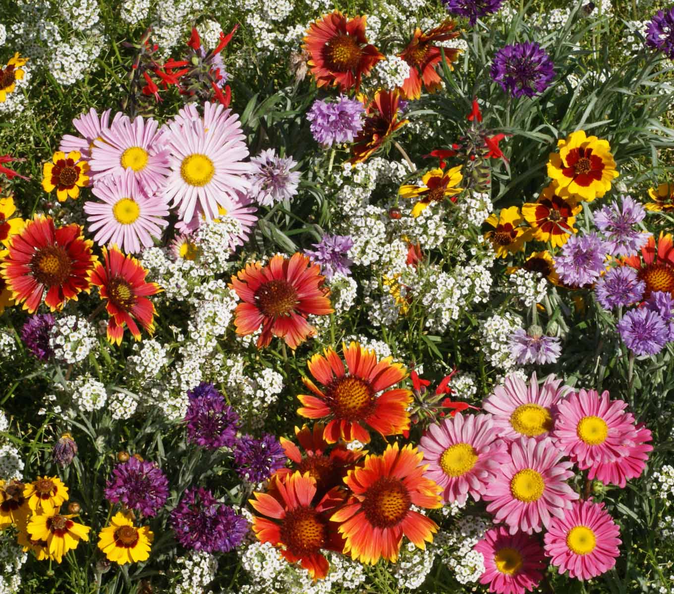 God's Masterpiece - Bird & Butterfly Wildflower Mix Seed Packets