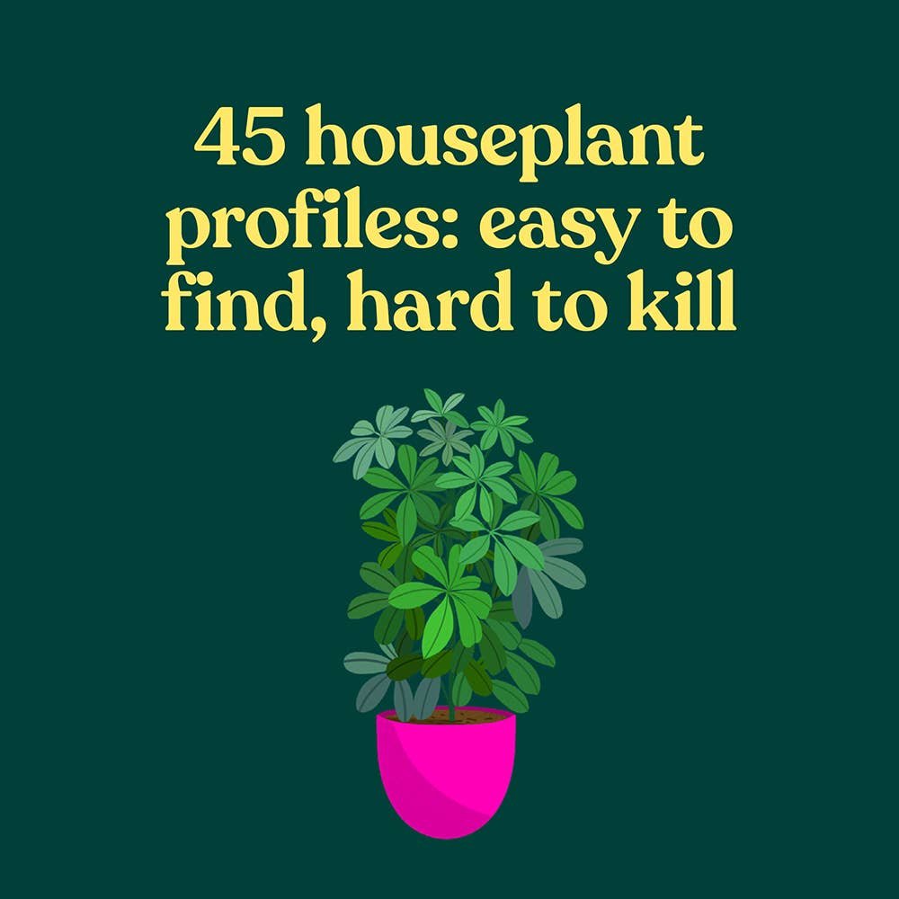 Green Dumb Guide to Houseplants